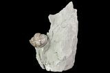 Wide, Enrolled Flexicalymene Trilobite - Ohio #72028-1